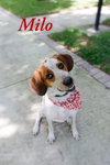 Milo