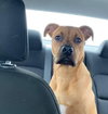 Tyson
