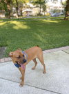 Tyson