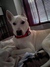 Cassius