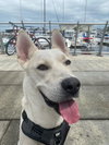 Cassius
