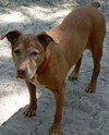 Dottie