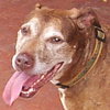 Dottie