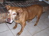 Dottie