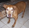 Dottie