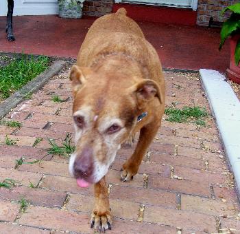 Dottie