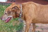 Dottie