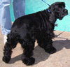 Jitterbug