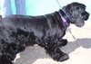 Jitterbug