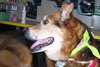 Jess Our Katrina Rescue