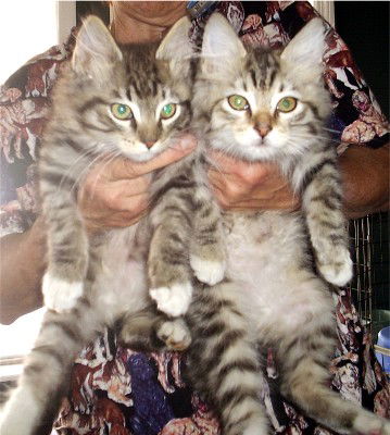 Maine Coon Kittens