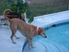 Marlee the Lab, Waiting Toooooo Long