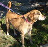 Marlee the Lab, Waiting Toooooo Long