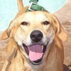 Marlee the Lab, Waiting Toooooo Long
