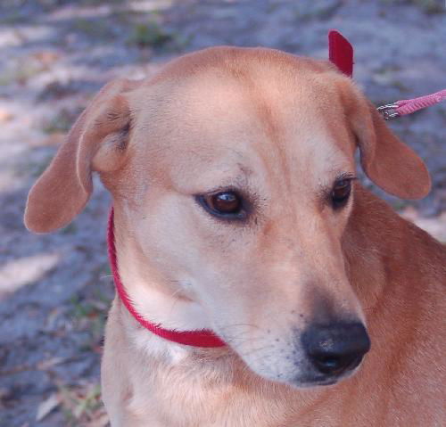 Marlee the Lab, Waiting Toooooo Long