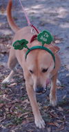 Marlee the Lab, Waiting Toooooo Long