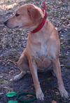 Marlee the Lab, Waiting Toooooo Long