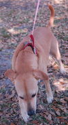 Marlee the Lab, Waiting Toooooo Long