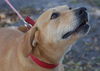 Marlee the Lab, Waiting Toooooo Long