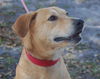 Marlee the Lab, Waiting Toooooo Long
