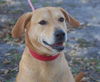 Marlee the Lab, Waiting Toooooo Long