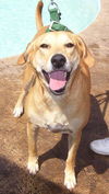 Marlee the Lab, Waiting Toooooo Long