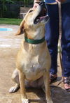 Marlee the Lab, Waiting Toooooo Long