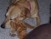 Marlee the Lab, Waiting Toooooo Long