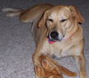 Marlee the Lab, Waiting Toooooo Long