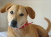 Marlee the Lab, Waiting Toooooo Long