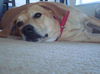 Marlee the Lab, Waiting Toooooo Long