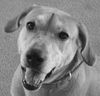 Marlee the Lab, Waiting Toooooo Long