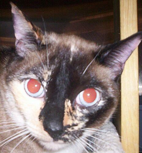 Pebbles