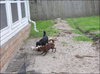 Ralph & Norton