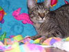 Jacob the mischeivous kitten