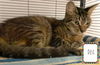 Desi *BONDED WITH LUCY*