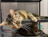 Desi *BONDED WITH LUCY*
