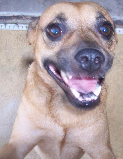 Leo the Puggle