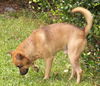 Leo the Puggle