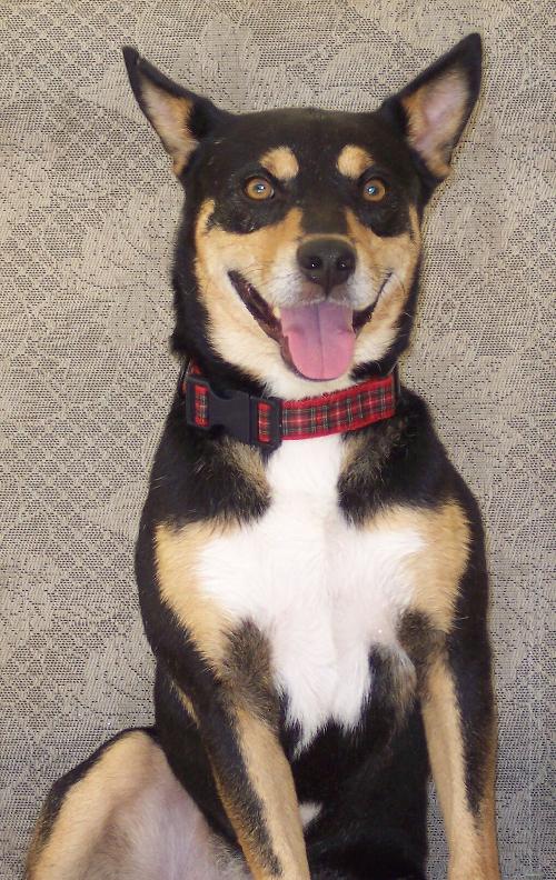 Tango the Kelpie