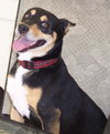 Tango the Kelpie