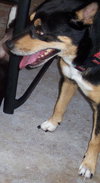Tango the Kelpie