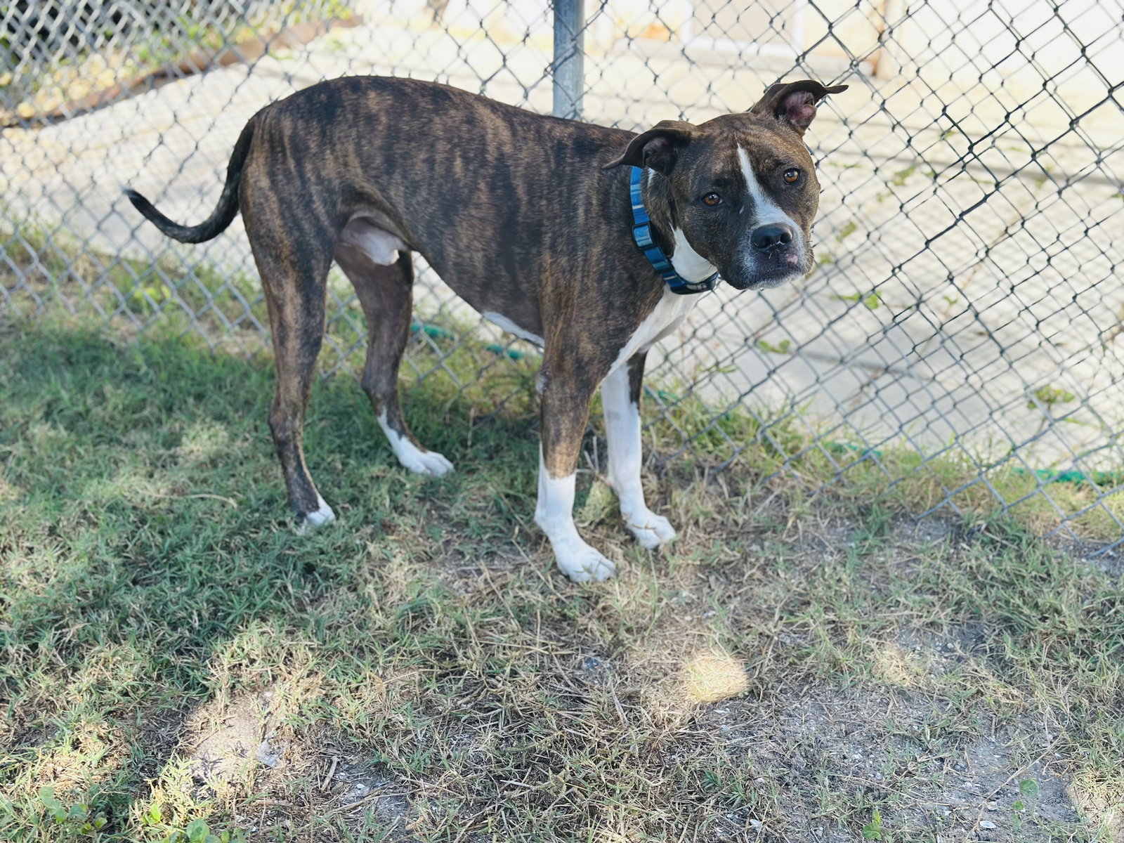 Cooper