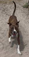 Cooper - Photo 1