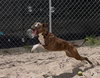 Cooper - Photo 4