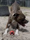 Cooper FH - Photo 4