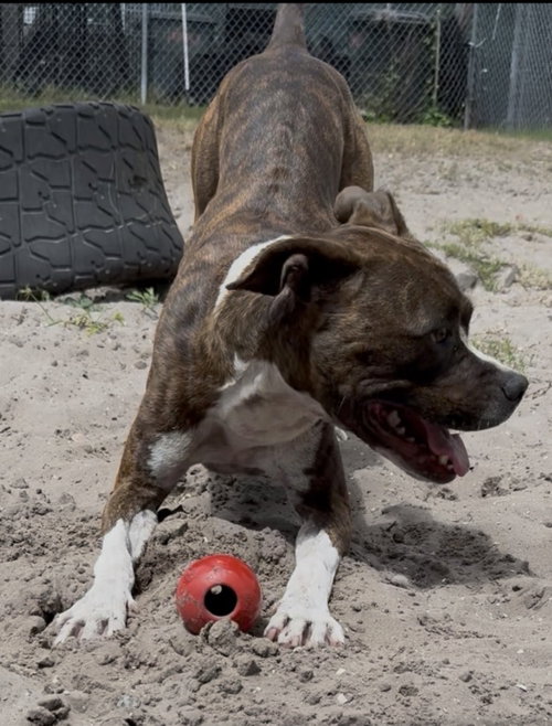 COOPER - Terrier / Boxer for adoption in Deltona