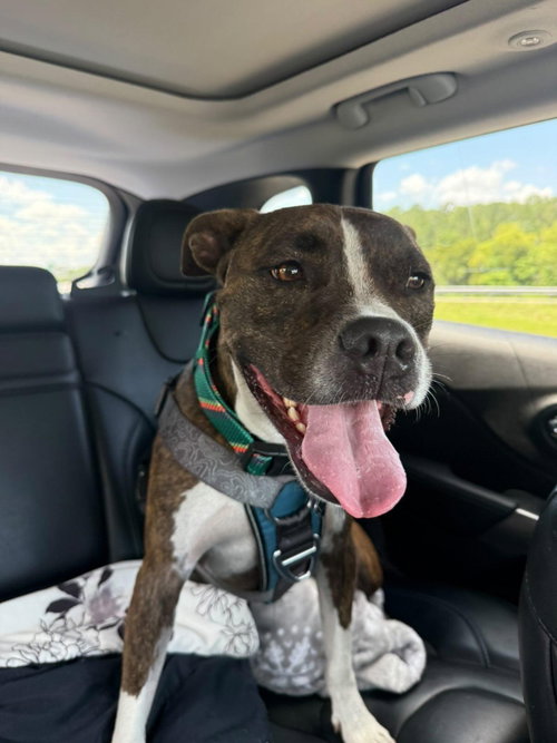 COOPER FH - Terrier / Boxer available for adoption