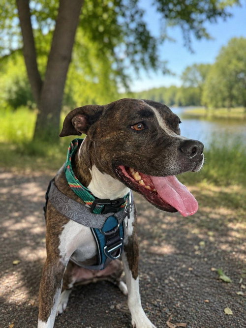 COOPER FH - Terrier / Boxer available for adoption