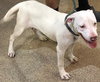 JoJo *THE PLAYFUL PUPPY*